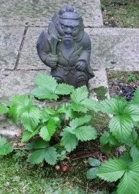 ワイルドストロベリー